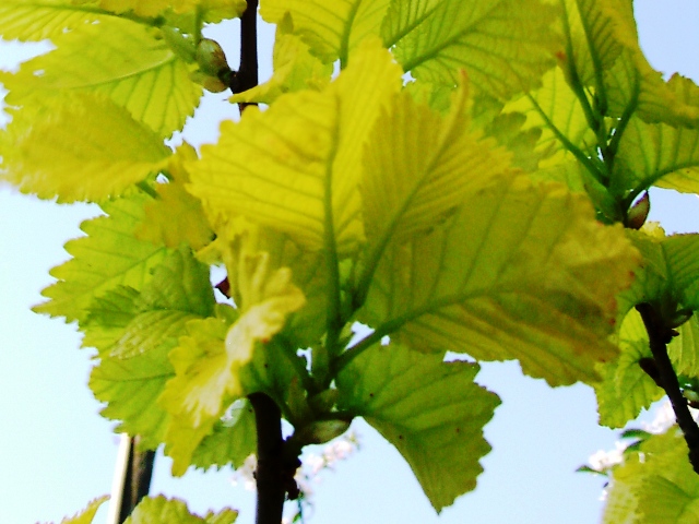 field elm